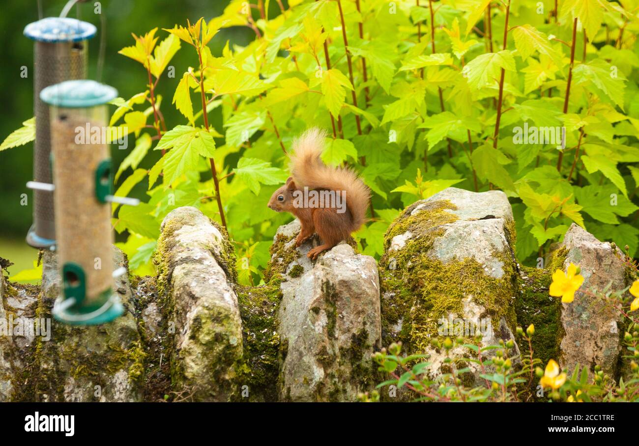 A red squirrel sitting on a garden wall next to bird feeders, Scotland. Stock Photo