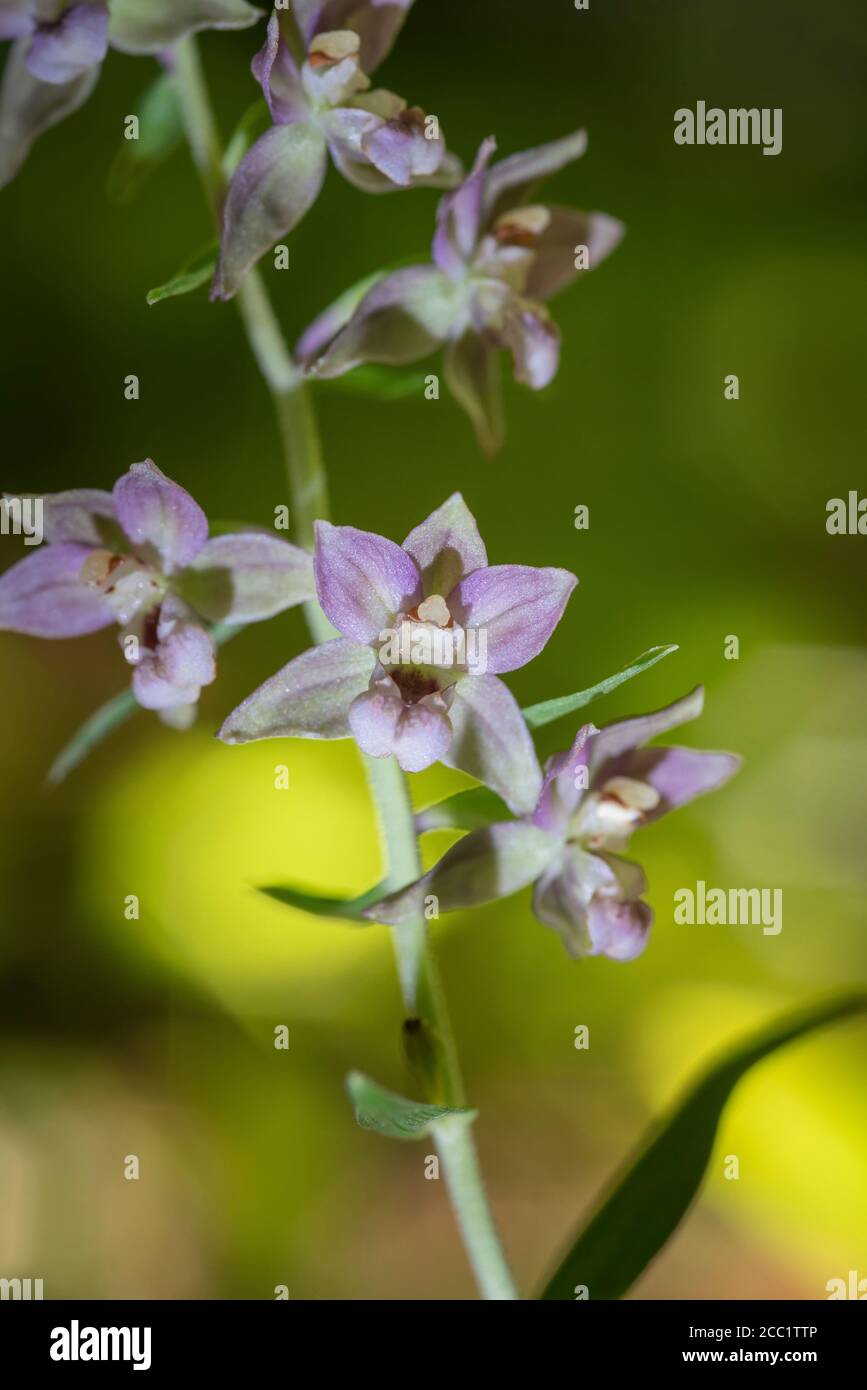 Broad leaved helleborine, Epipactis helleborine, late summer in an Oxfordshire woodland Stock Photo