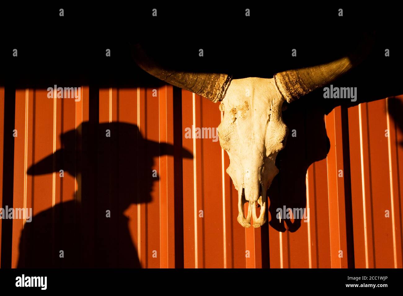 USA, Texas, Dallas, Cow skull on wall Stock Photo