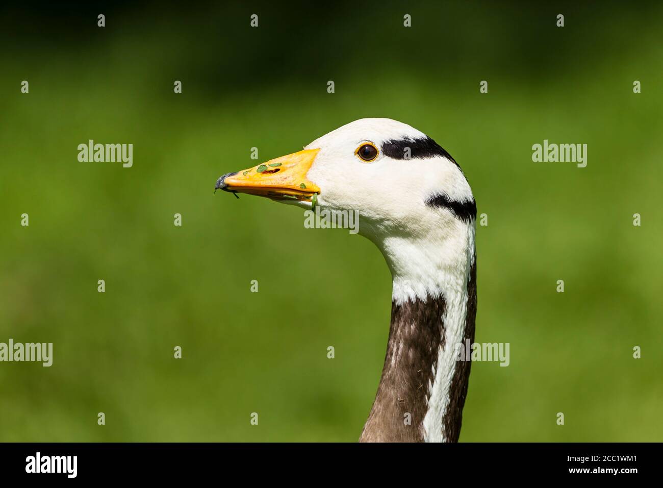 Goose bird hi-res stock photography and images - Alamy