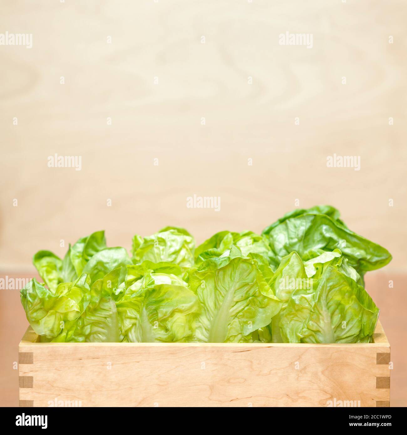 Romana lettuce box hires stock photography and images Alamy