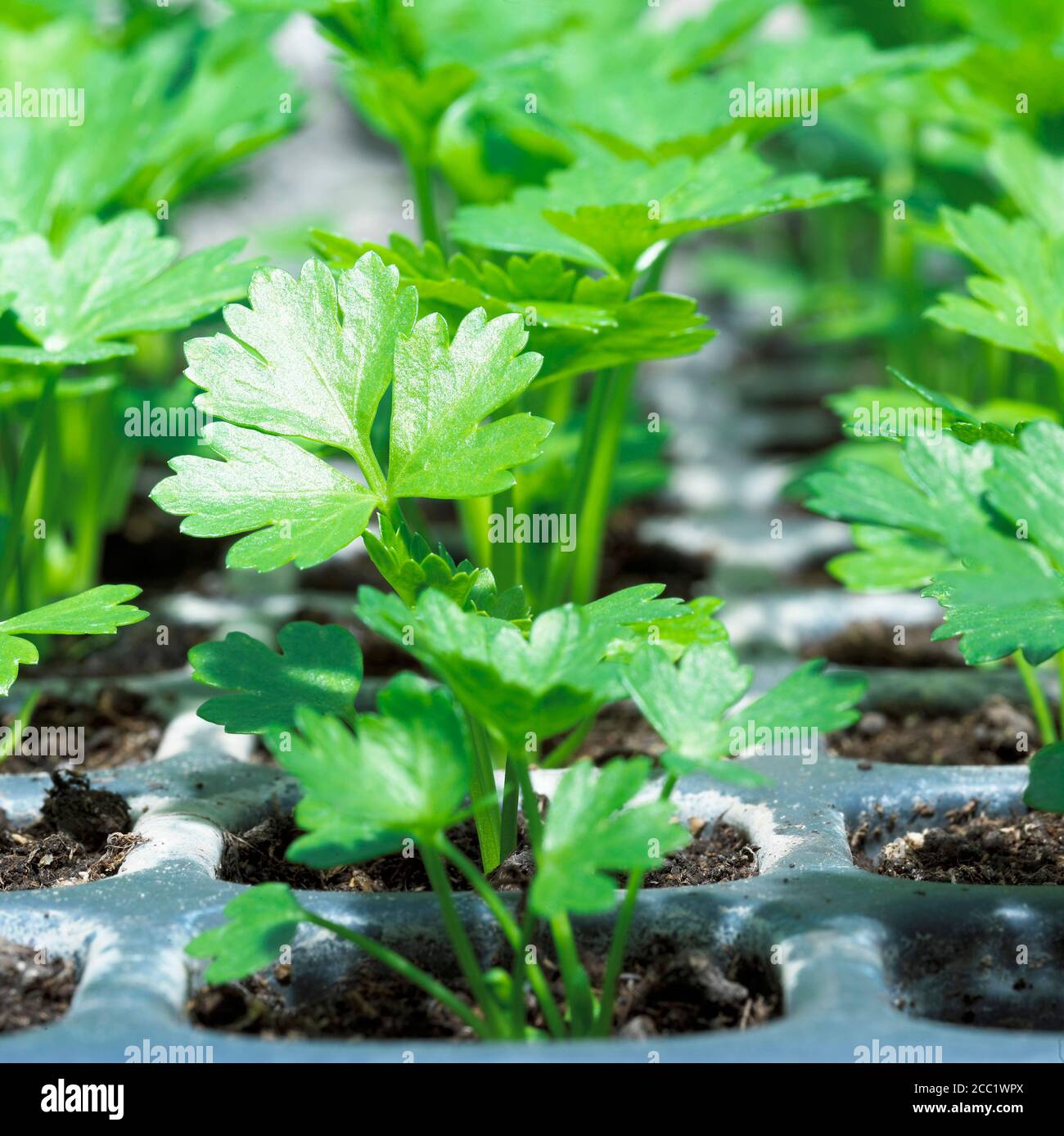 Seedlings of celeriac Stock Photo