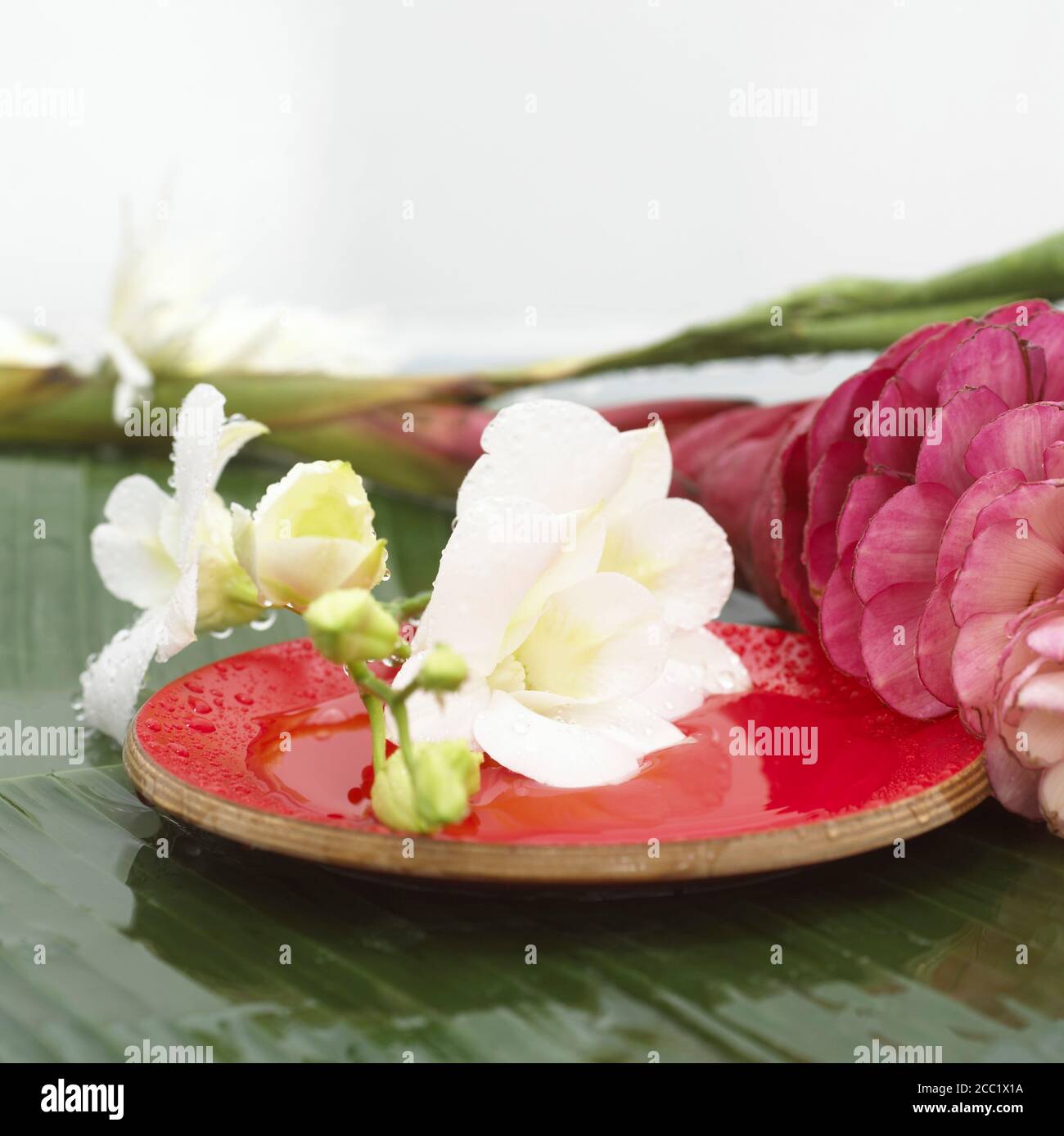 Orchid blossom on wooden plate, close-up Stock Photo