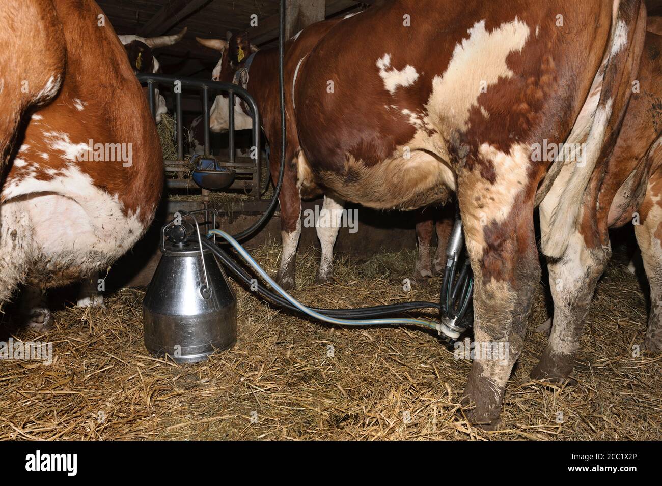 Germany, Baden Wuerttemberg, Cow milking by machine Stock Photo