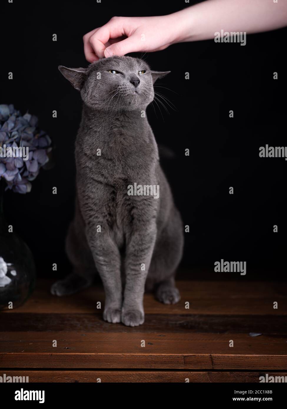 Russian Blue Cat Studio Portrait with Hortensia Flowers Stock Photo