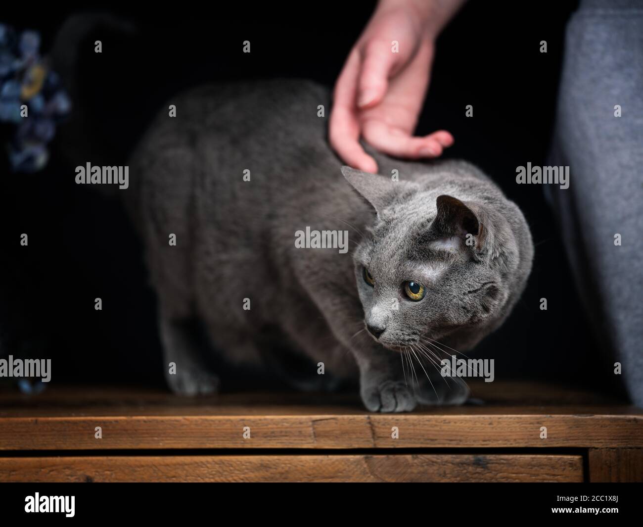 Russian Blue Cat Portrait while being stroked by Hand Stock Photo