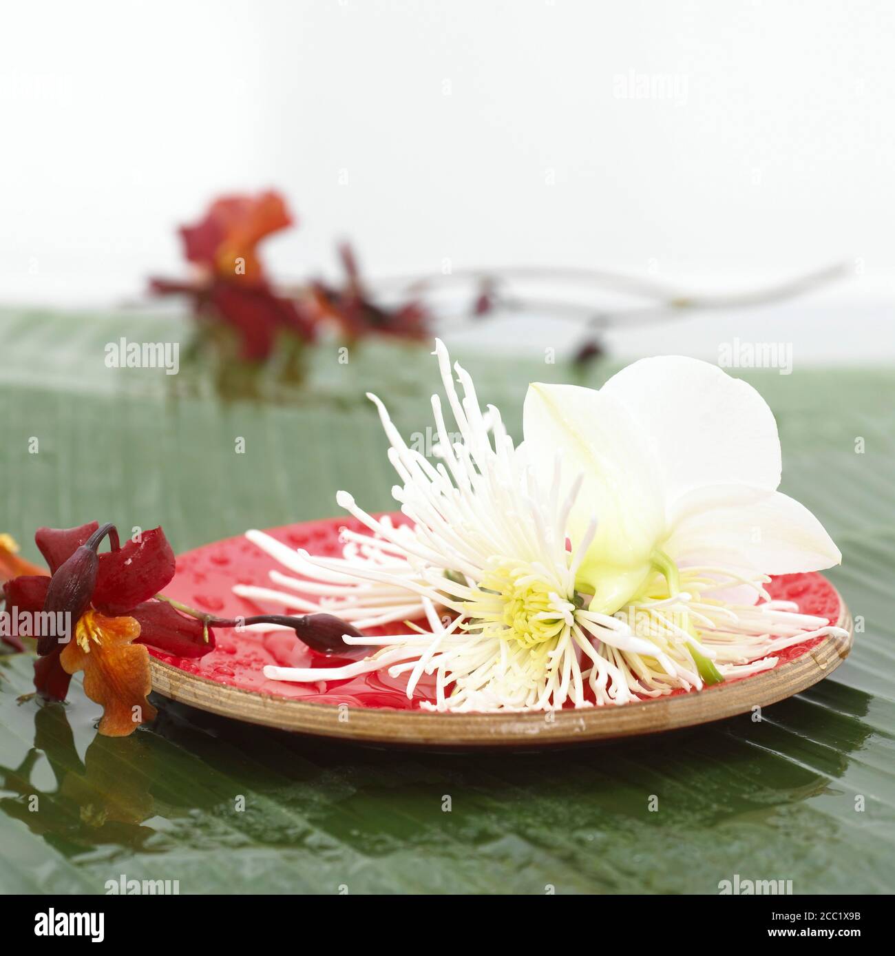 Blossoms on wooden plate, close-up Stock Photo