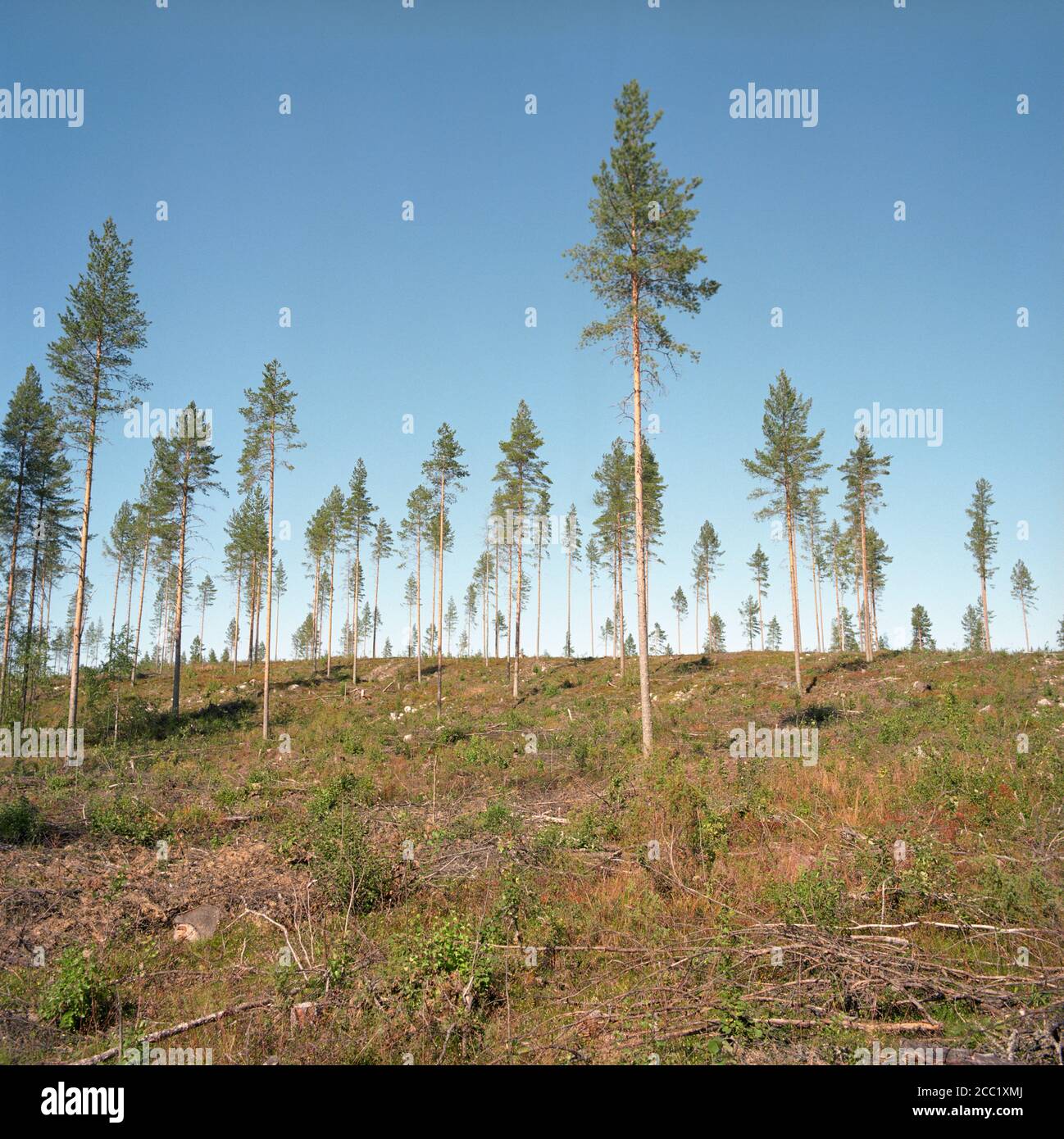 Finland, Tree landscape Stock Photo