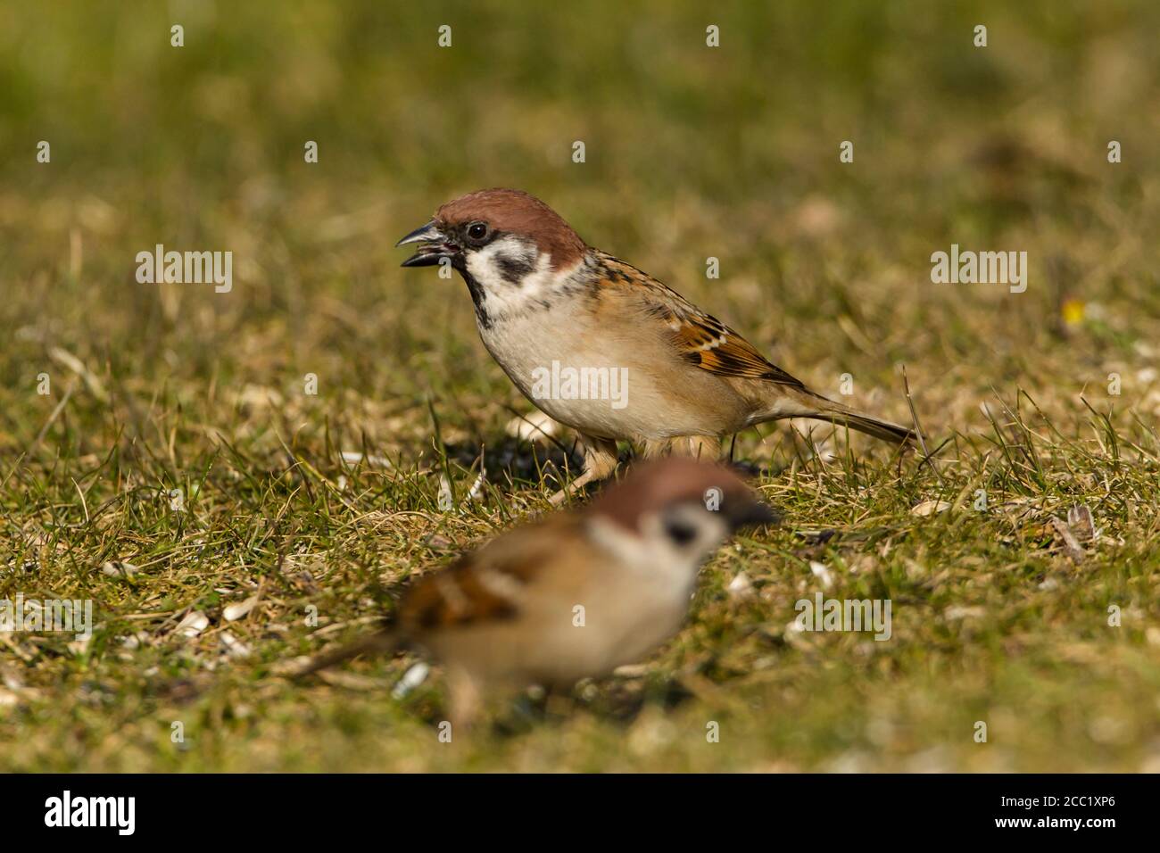 Germany, Hesse, Sparrows perching on grass Stock Photo