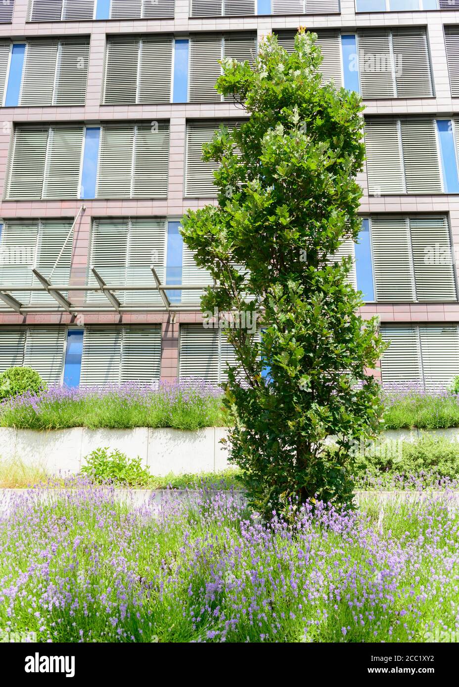 Oak tree in flower hires stock photography and images Alamy
