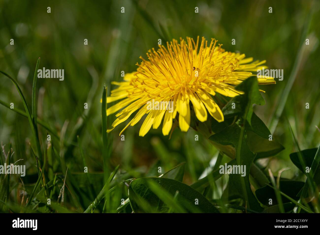 Dandelion flower in lawn Stock Photo