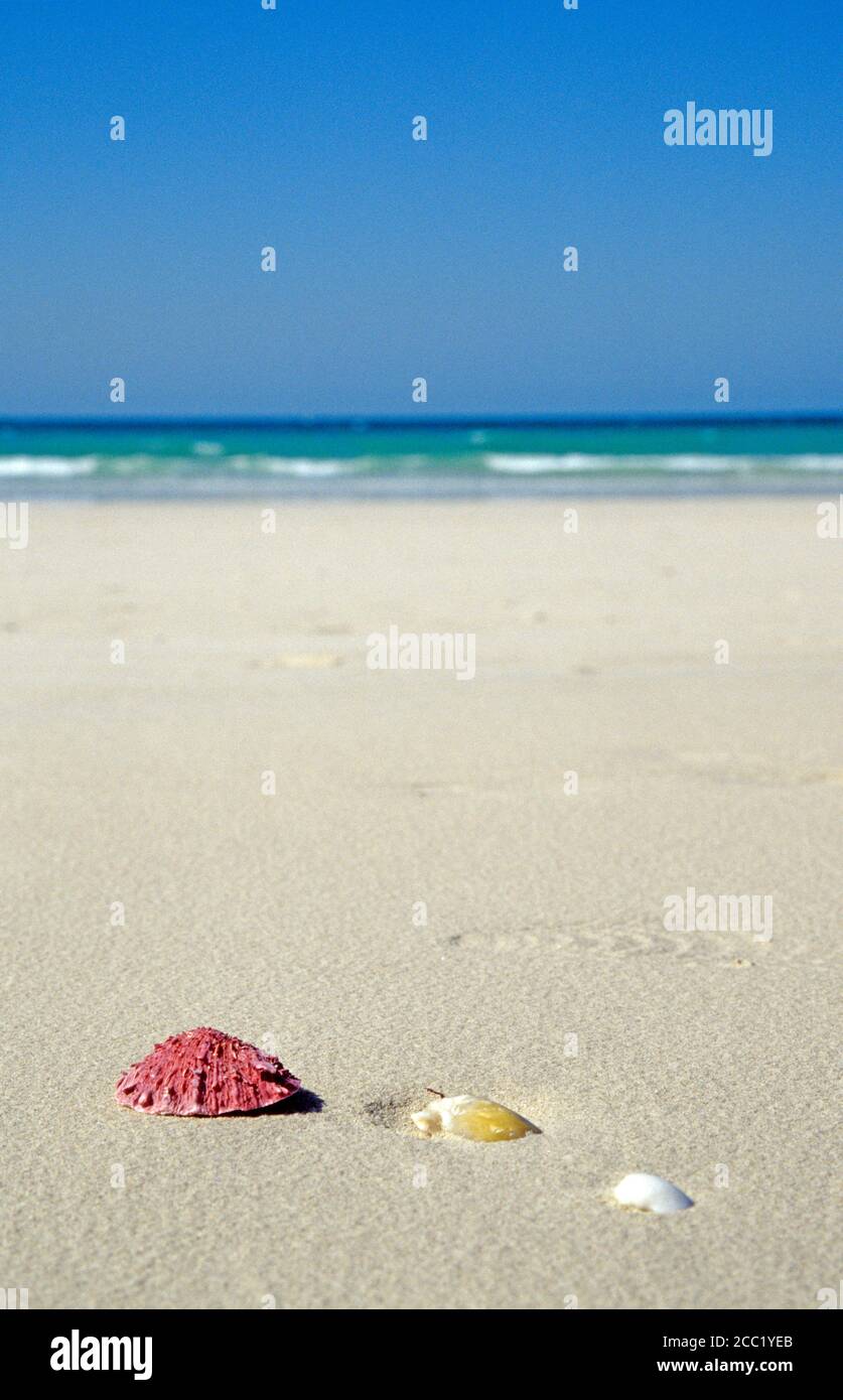 VAE, Dubai, Jumeirah Beach, shelss in sand Stock Photo