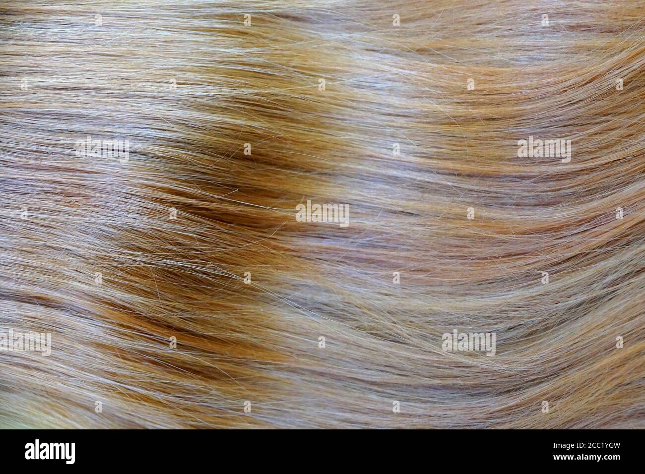 Hair hairy blonde blond hi-res stock photography and images - Alamy