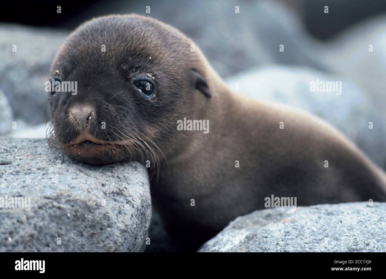 elephant-seal-baby-galapagos-islands-stock-photo-alamy