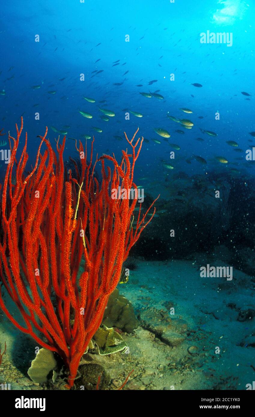 Thailand, Koh Mak, Red coral Stock Photo