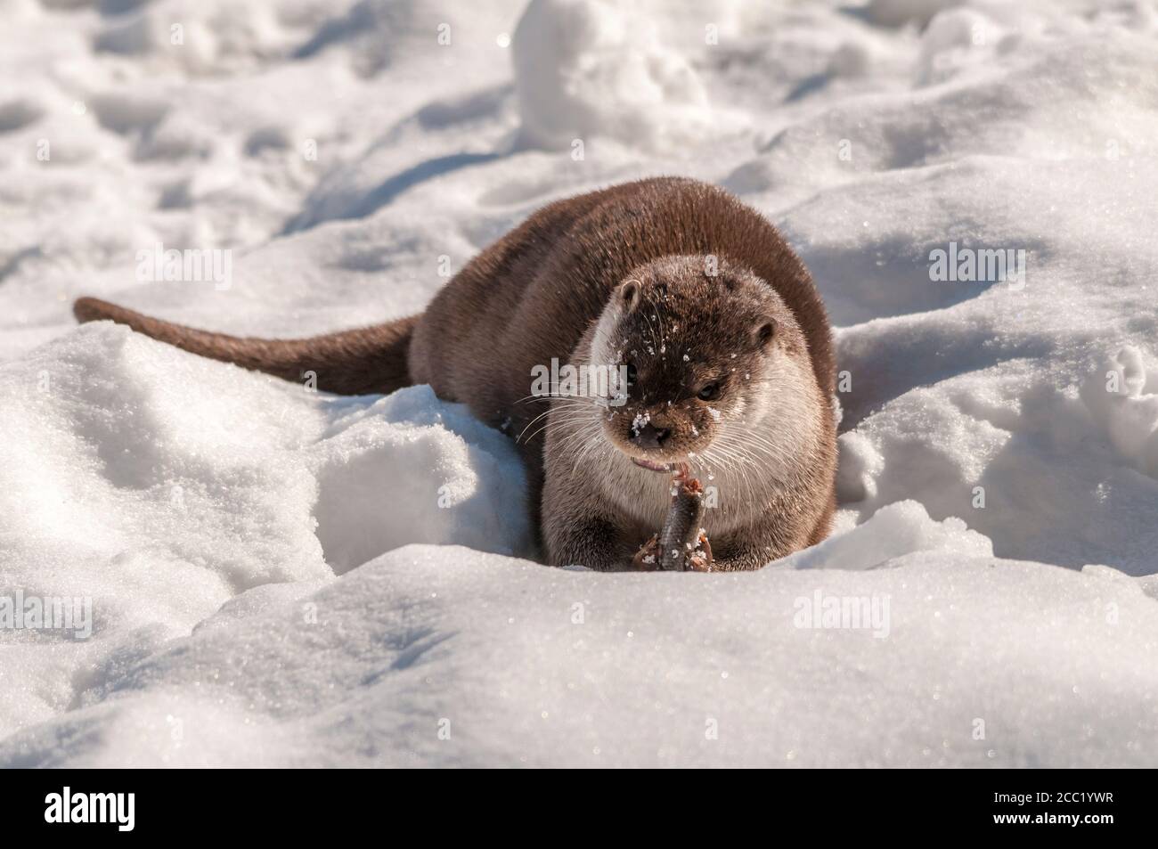 Germany, Brandenburg, European Otter eating fish in winter Stock Photo ...