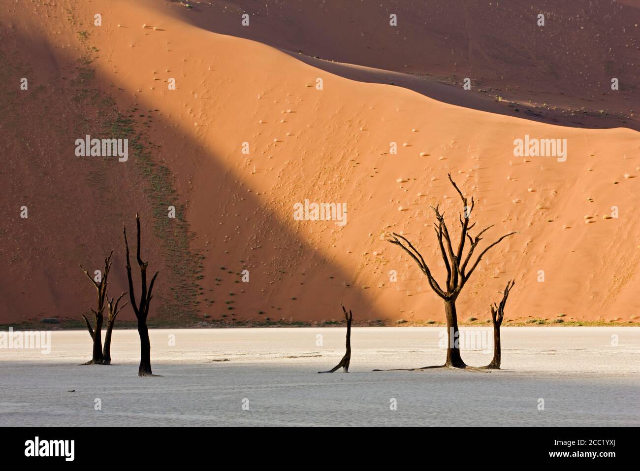 Africa, Namibia, Deadvlei, Dead trees Stock Photo