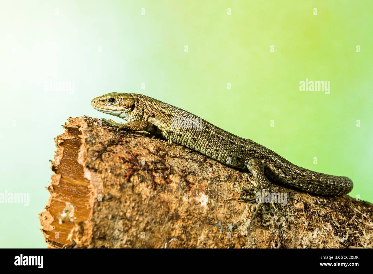 A common lizard photographed in controlled circumstances and released unharmed Stock Photo