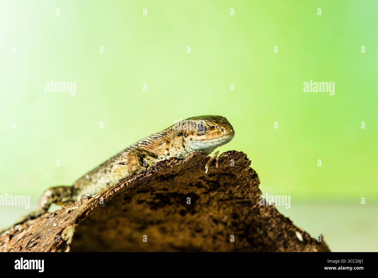 A common lizard photographed in controlled circumstances and released unharmed Stock Photo