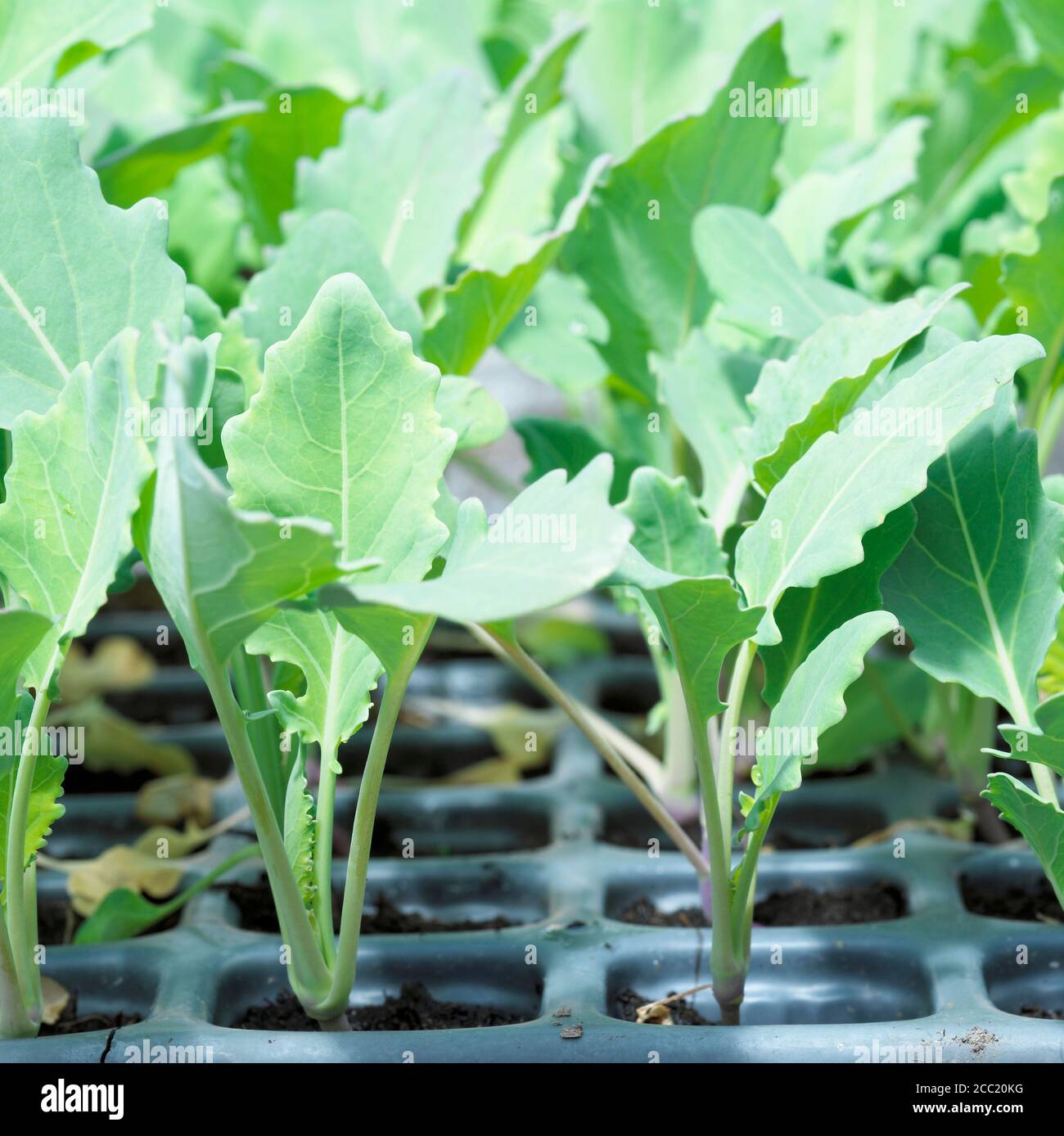 Seedlings of kohlrabies Stock Photo