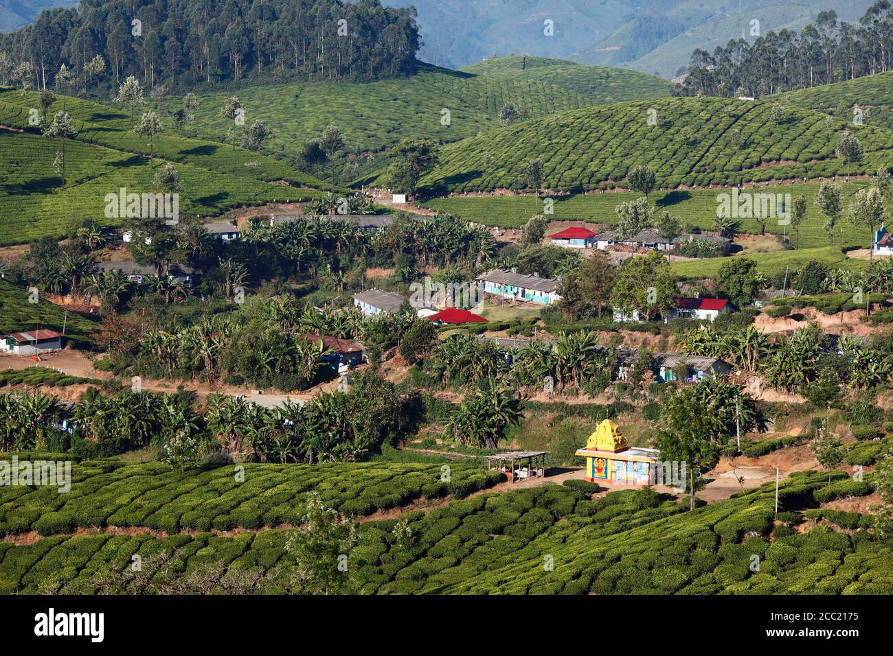 India, South India, Kerala, Munnar, View of tea plantations Stock Photo