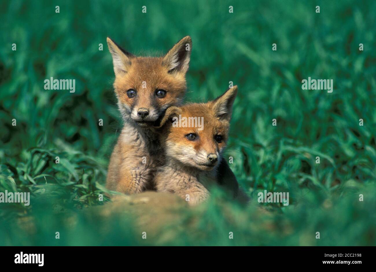 young red foxes in front of hole Stock Photo - Alamy