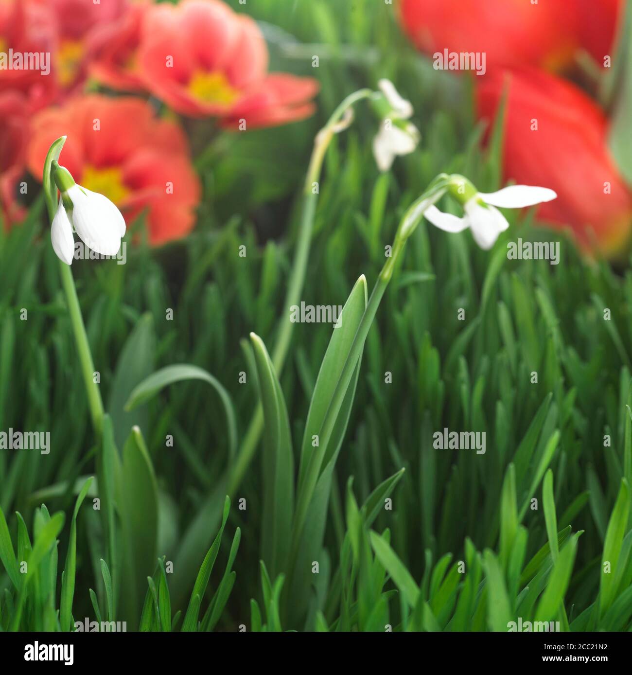 Snowdrops Galanthus nivalis), close-up Stock Photo