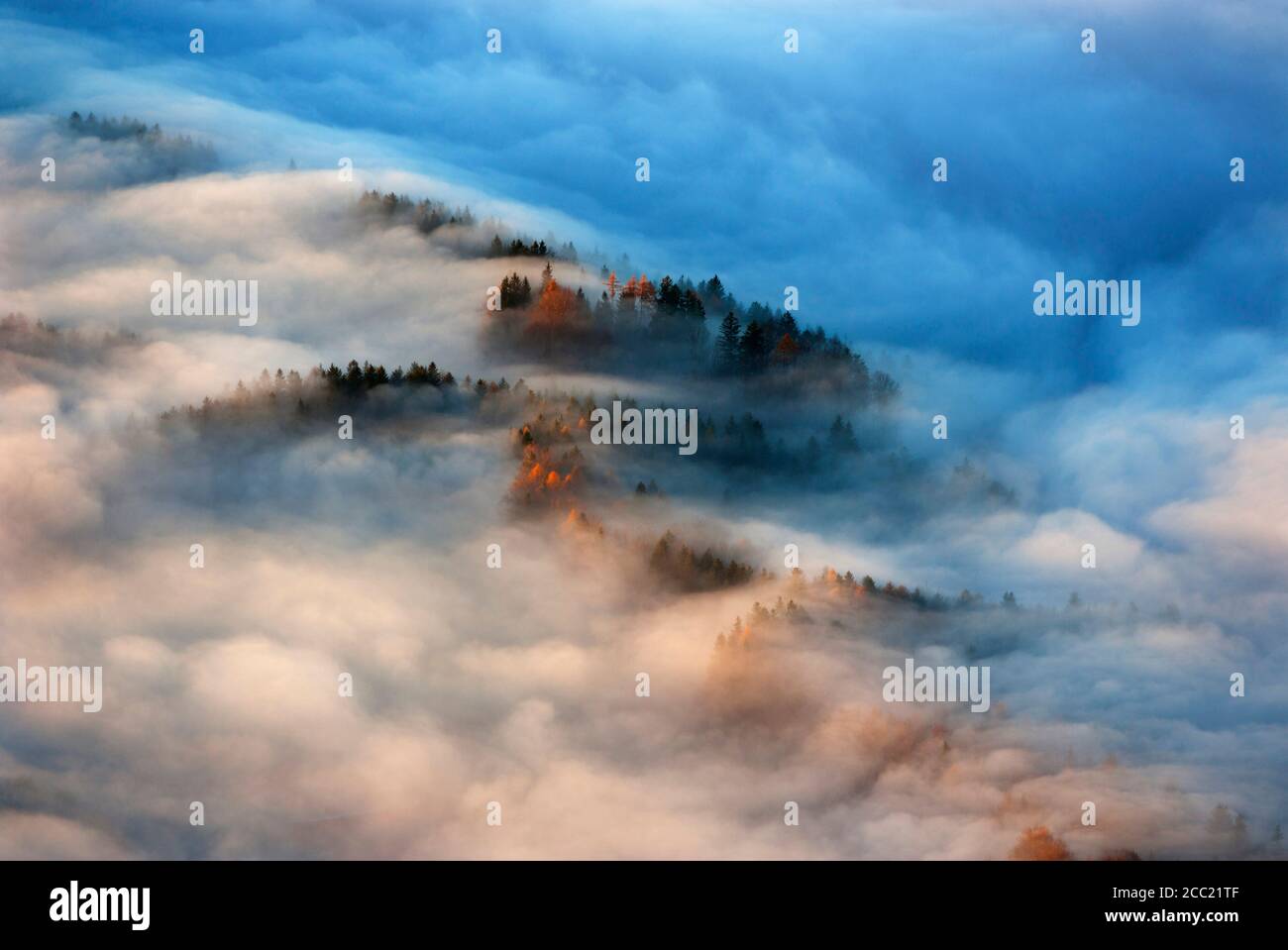 Fog covered trees hi-res stock photography and images - Alamy