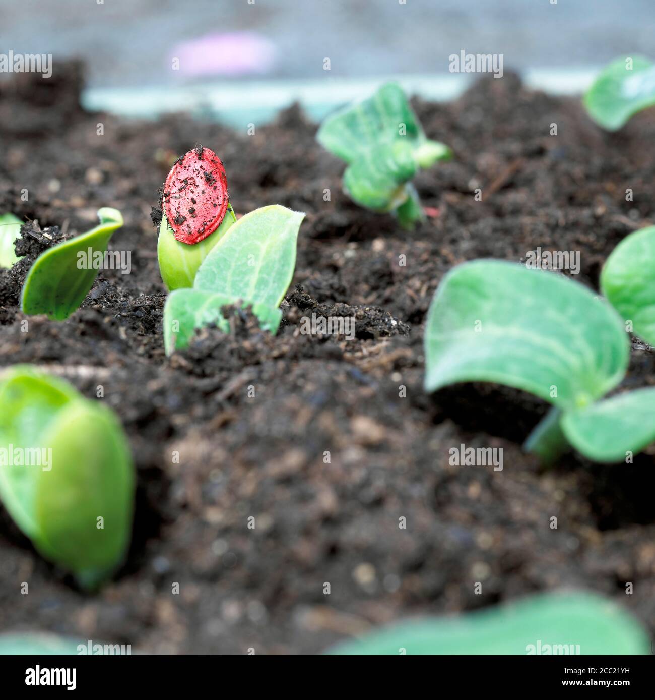 Zucchini seedlings, detail Stock Photo Alamy