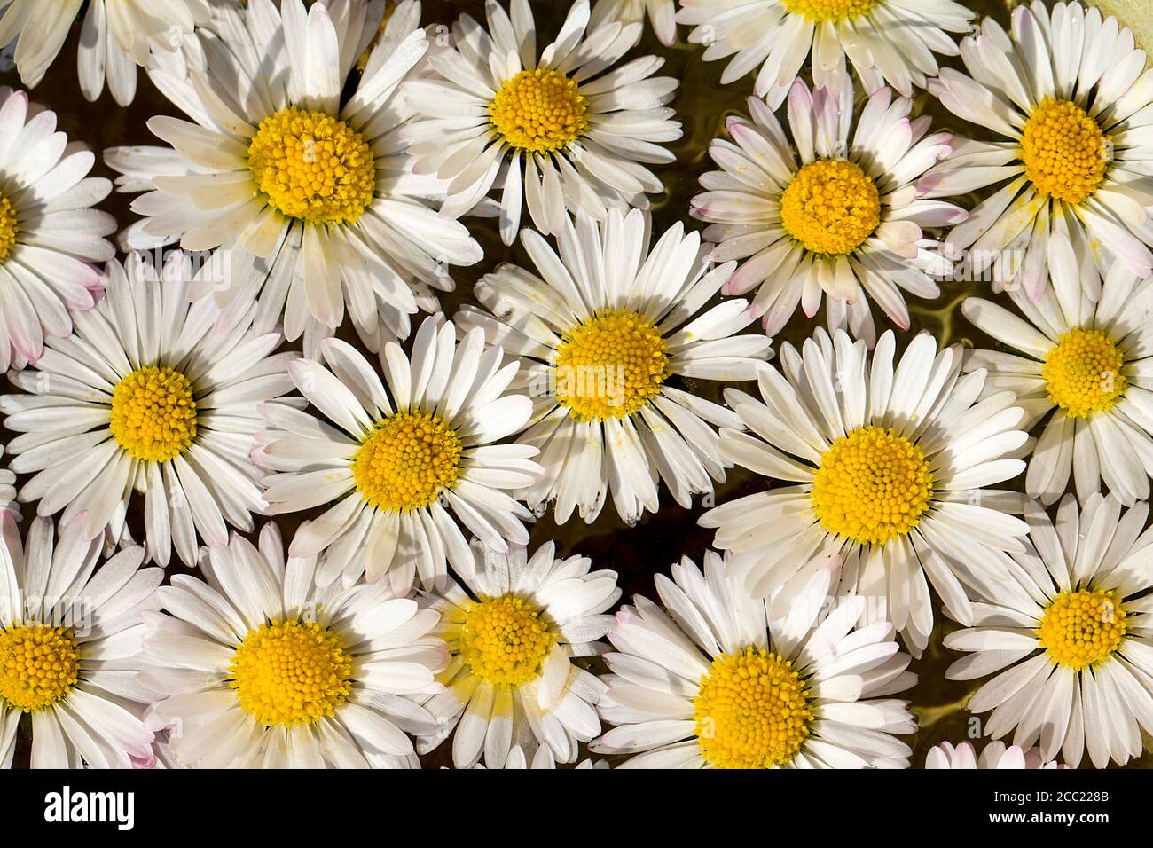 Germany, Bavaria, Daisy flowers, close up Stock Photo