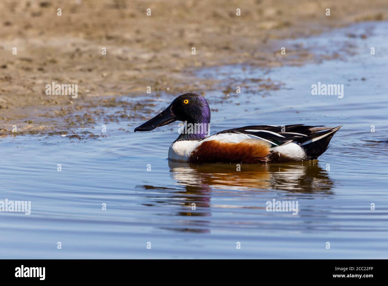 Germany, Schleswig Holstein, Shoveler bird swimming in water Stock Photo
