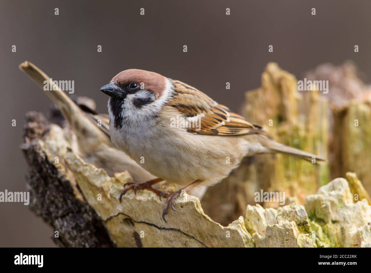 Germany, Hesse, Tree Sparrow perching on tree trunk Stock Photo