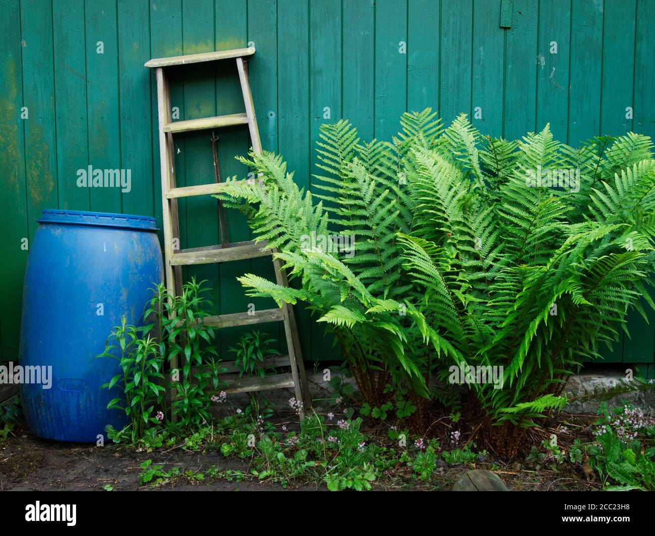 Germany, Hessen, Frankfurt, Garden with ladder, rain barrel, fern and osmundaceae Stock Photo