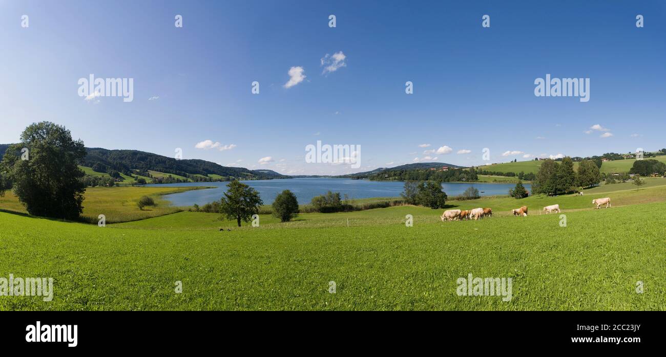 Austria, Salzkammergut, Cattles grazing grass near Irrsee lake Stock Photo