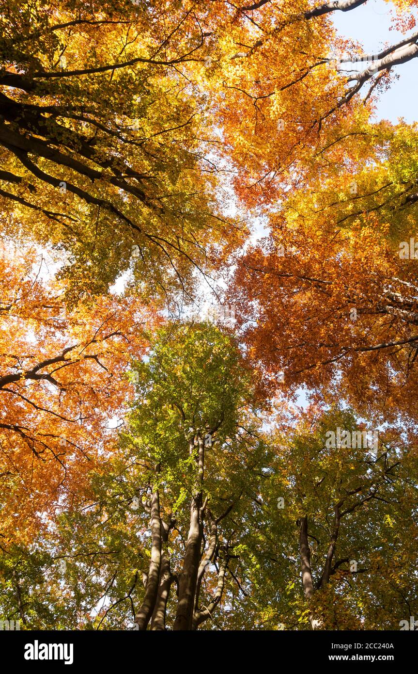 Germany, Hesse, Autumn trees in Sababurg forest Stock Photo