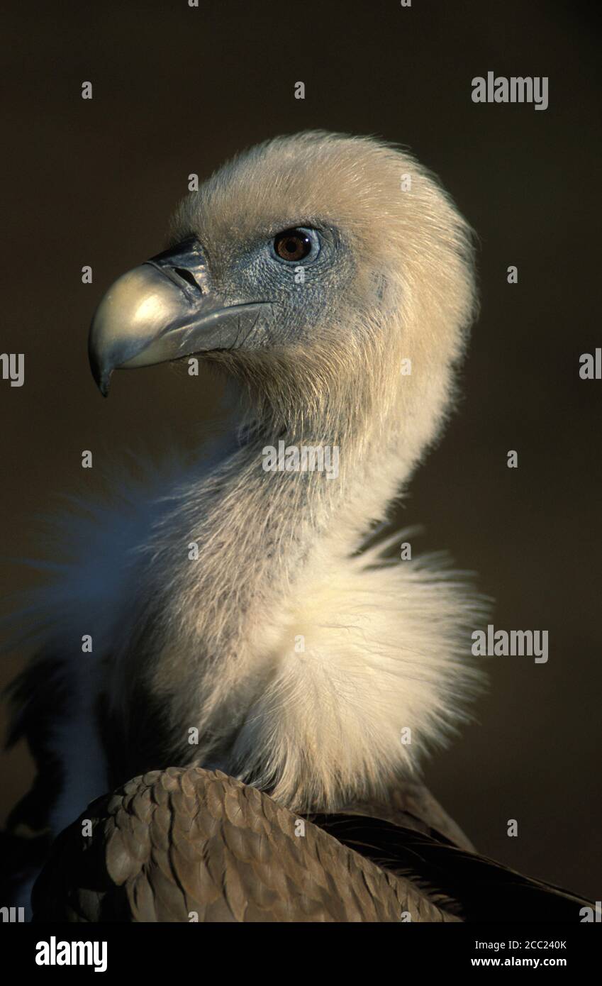 Griffon vulture squab Stock Photo
