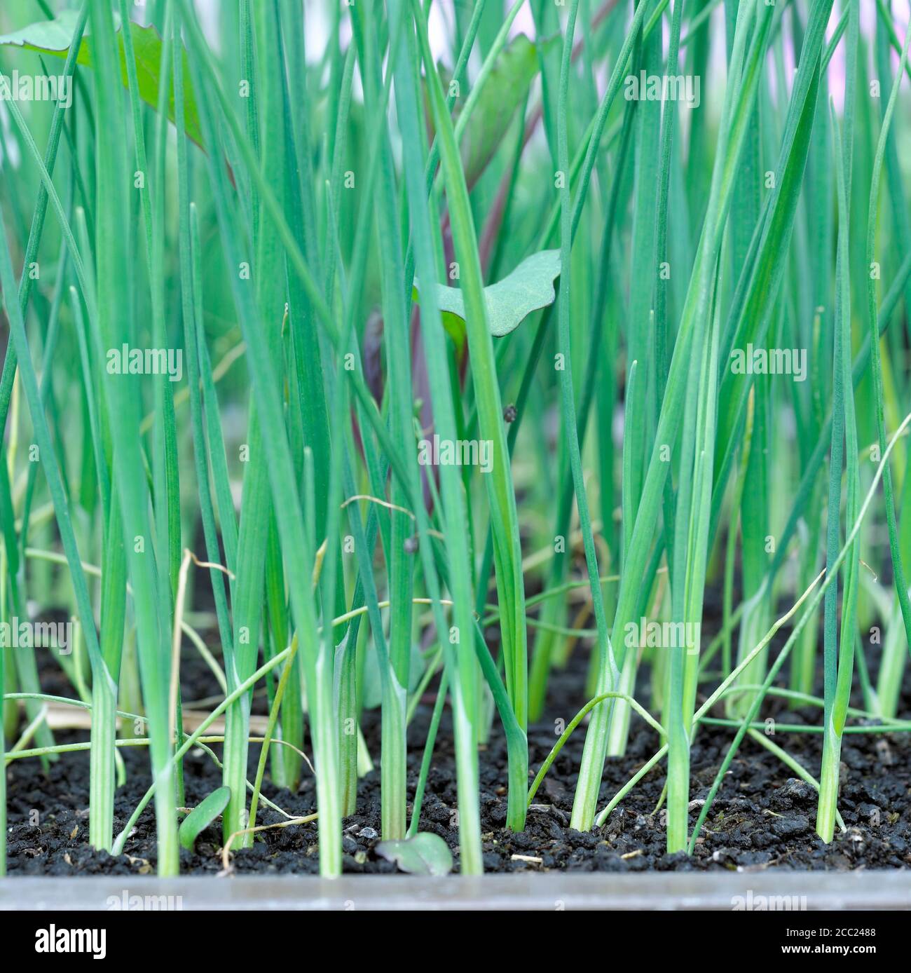 Seedlings of leek Stock Photo