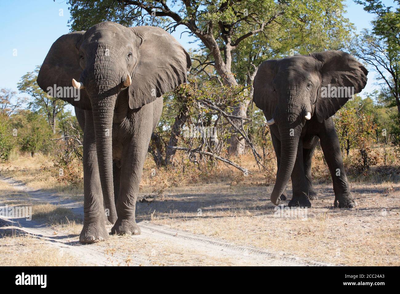 Africa, Botswana, Okavango Delta, Two African elephants (Loxodonta africana) Stock Photo