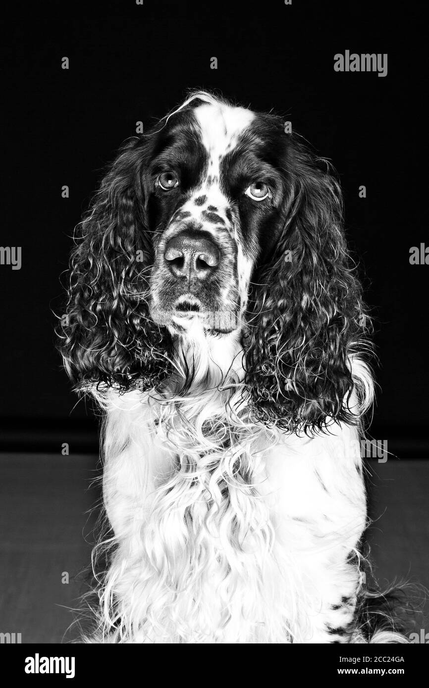 English Springer Spaniel against black background, close up Stock Photo