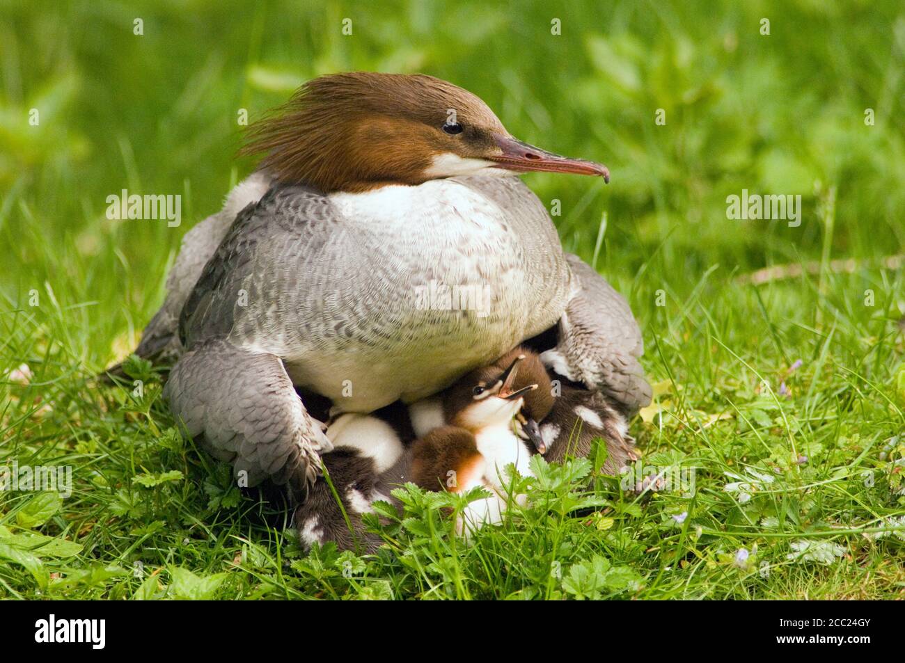 Goosander with poults Stock Photo