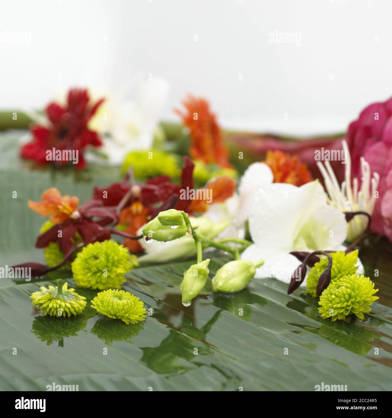 Different blossoms, close-up Stock Photo