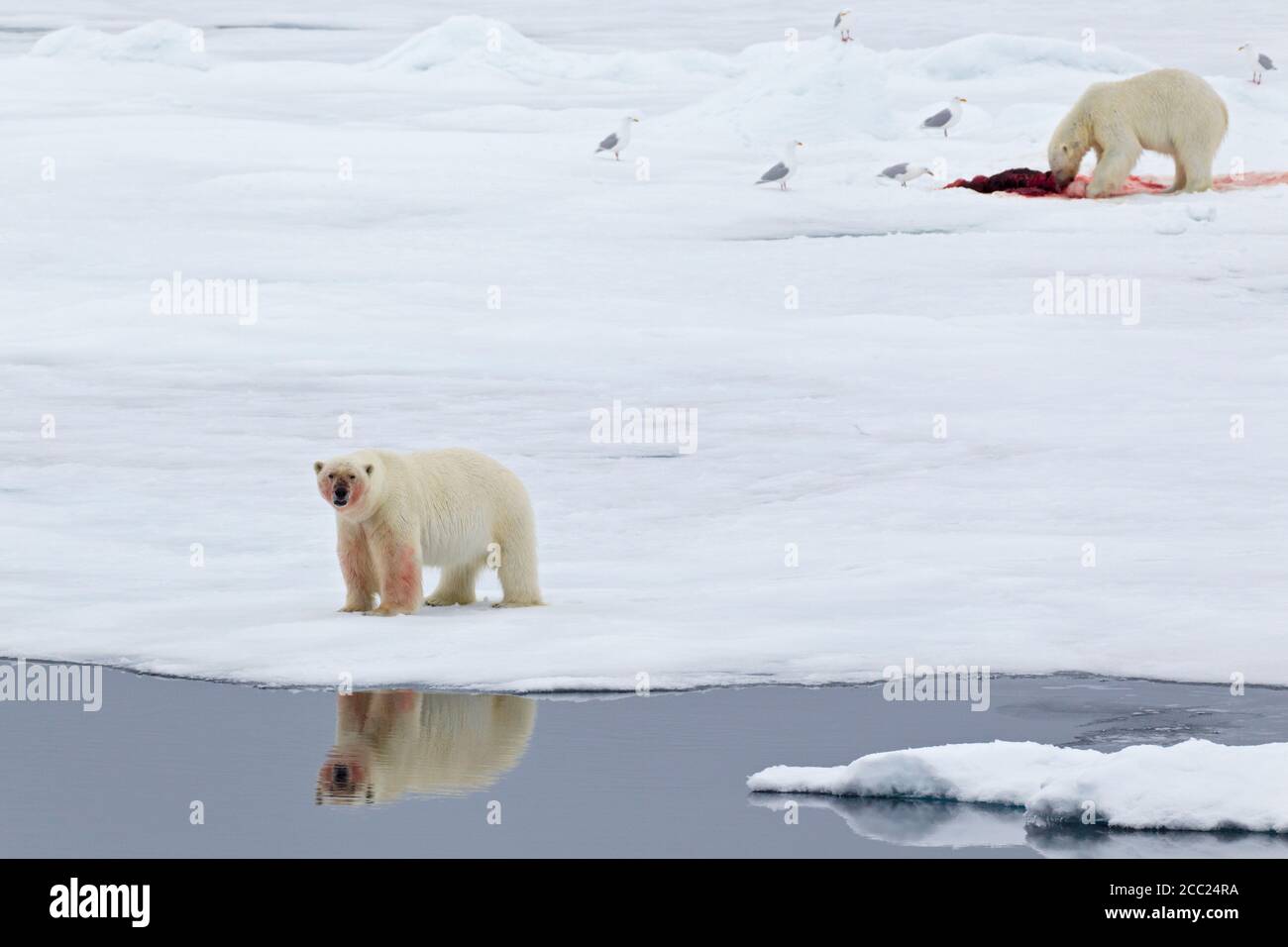 Europe, Norway, Svalbard, Polar bear with birds eating killed seal Stock Photo
