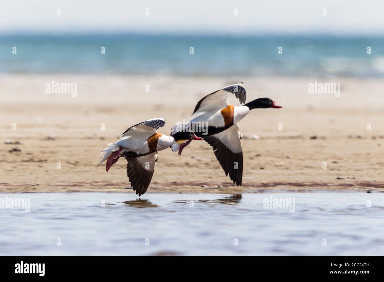 Flying shelduck hi-res stock photography and images - Alamy