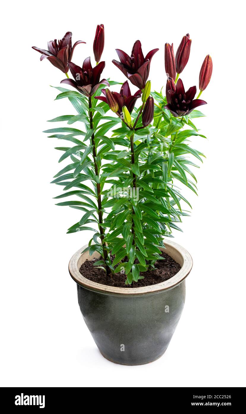 Beautiful  black lily in flower pot isolated on white Stock Photo