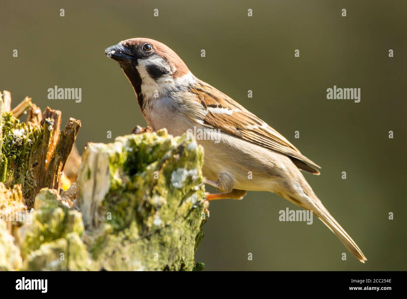 Germany, Hesse, Tree sparrow perching on tree trunk Stock Photo