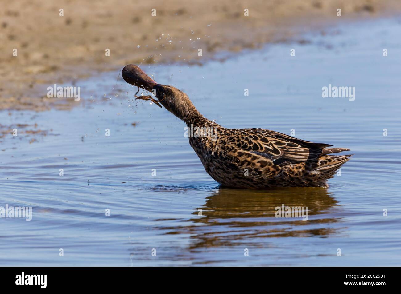 Germany, Schleswig Holstein, Shoveler bird swimming in water Stock Photo
