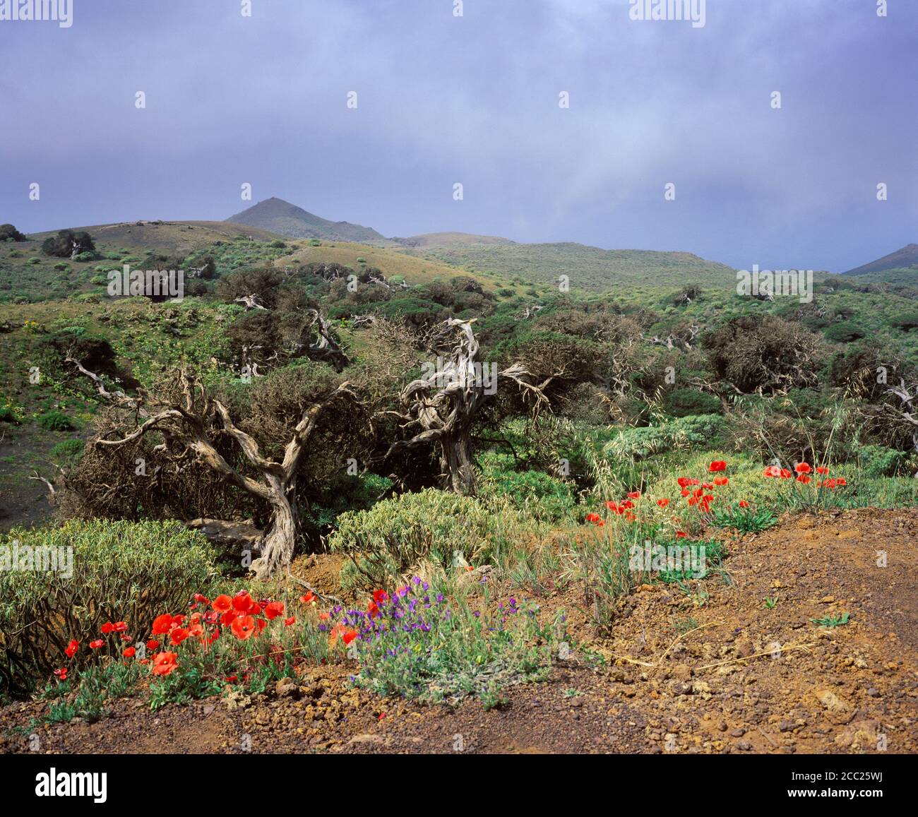 Spain, Canary Islands, El Hierro, View of juniper forest Stock Photo