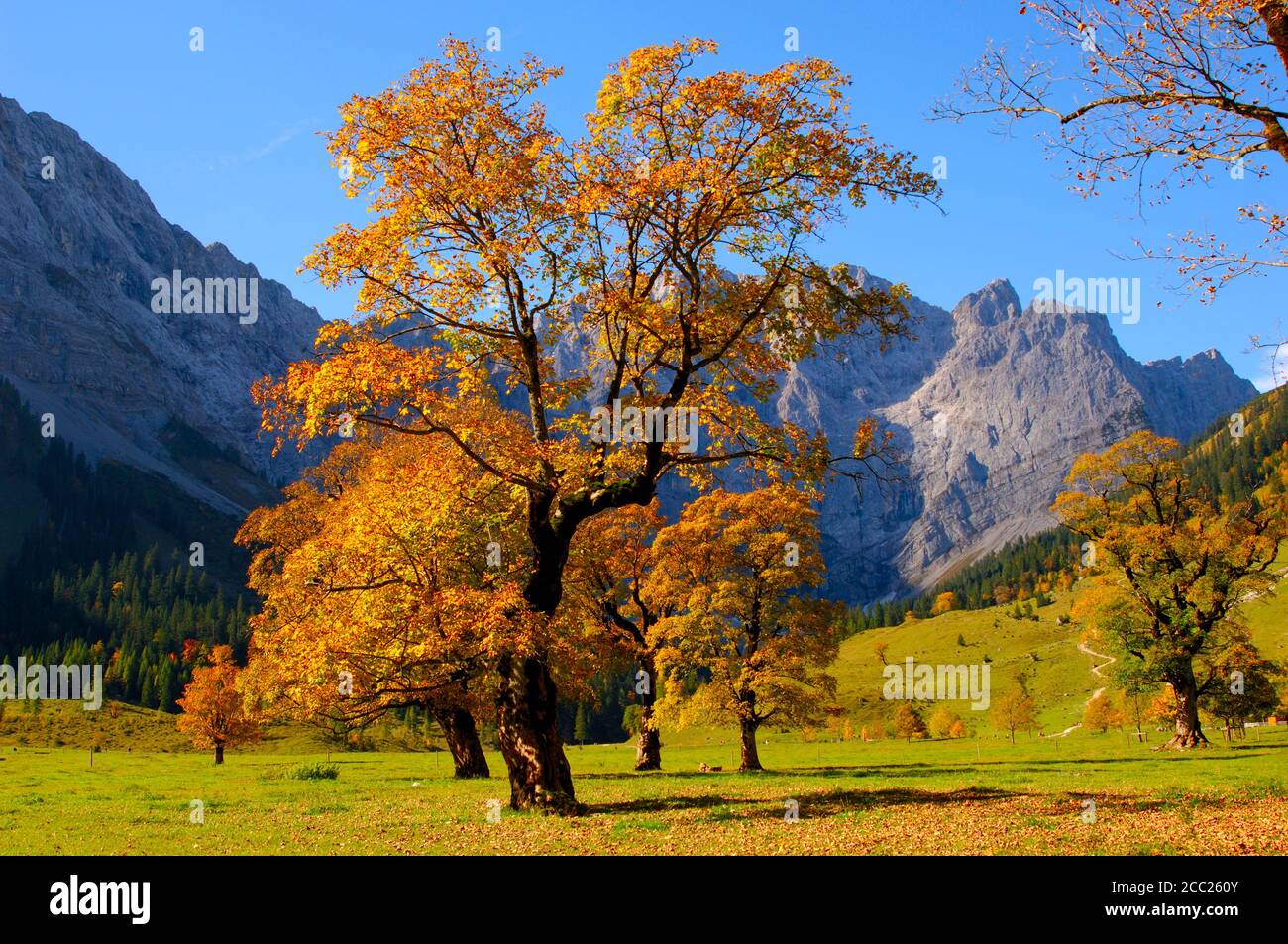 Autumn maple tree hi-res stock photography and images - Alamy