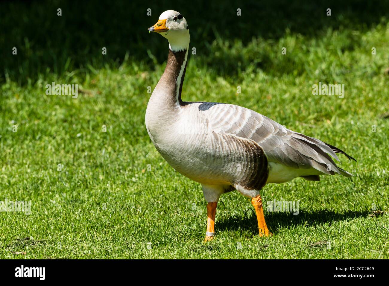 Goose bird hi-res stock photography and images - Alamy