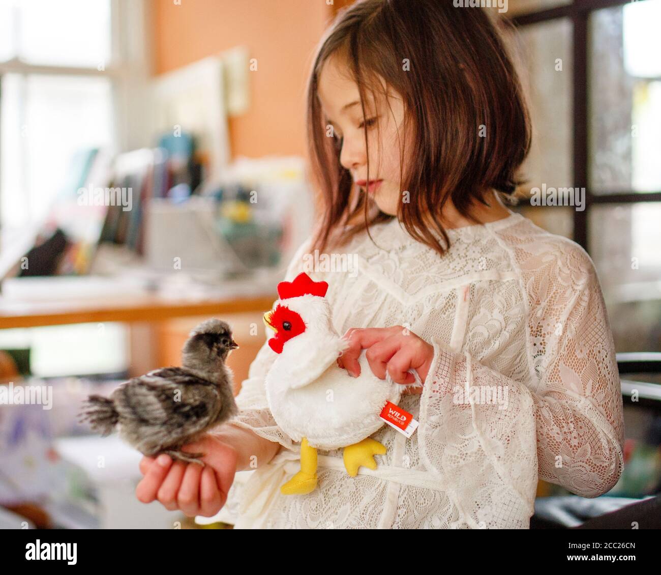 A little girl introduces her baby chick to a toy chicken Stock Photo